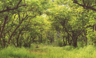 Vintage beautiful green forest in summer