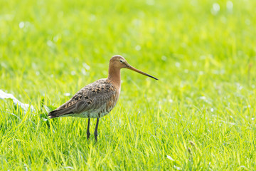 black-tailed godwit