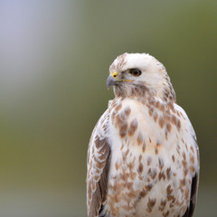 Common blonde buzzard