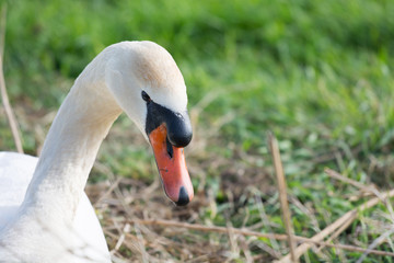 Fototapeta premium Mute swan in water