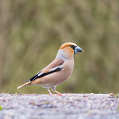 Hawfinch at ground