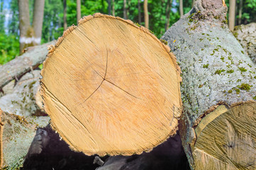 Felled timber in the forest
