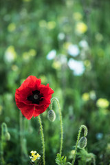 Obraz premium Poppy flower with blur summer meadow in background
