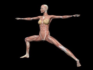 woman anatomy figure - 3d render