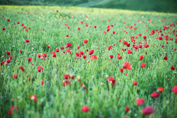 Wild flowers and poppy on summer meadow