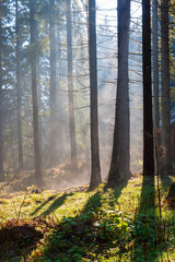 Misty sunny morning in the coniferous forest.