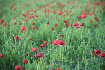 Fototapeta na wymiar Wild flowers and poppy on summer meadow