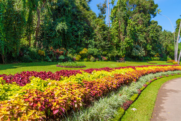 Plakat Multicolored alley of flowers and trees