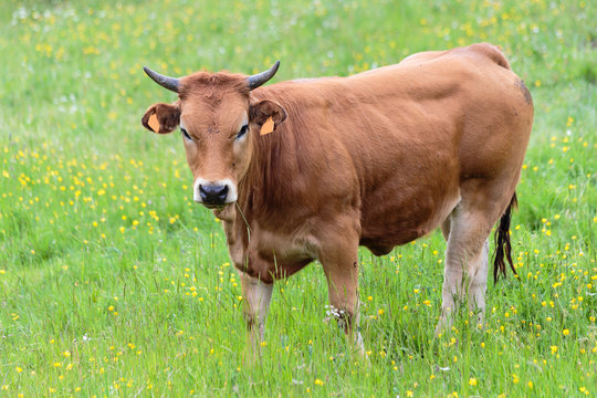 Vacas pastando en los prados del valle de Leitariegos, Asturias, Spain