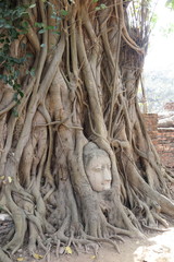 The head of the sandstone budha head lying beneath a Bodhi tree beside the Minor Wihans, Wat Phra Mahathat Ayuthaya Historical Park, Ayuthaya (Ayutthaya)