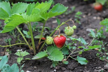 Erdbeeren aus dem eigenen Garten 