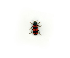 Trichodes apiarius