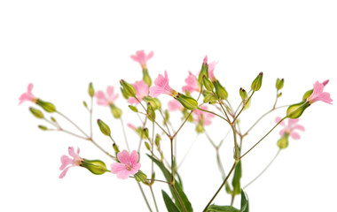 delicate pink flowers