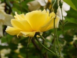 yelow rose