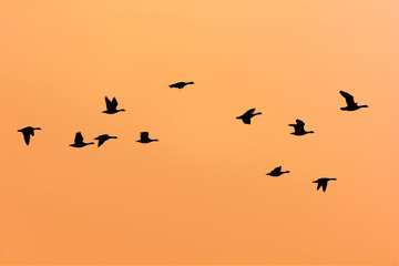 flying geese