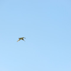 bar-tailed godwit in the sky