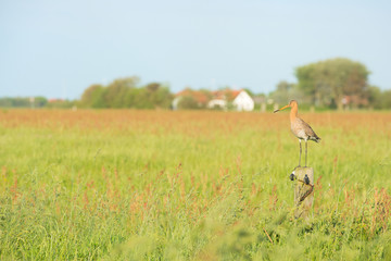 Obraz na płótnie Canvas bar-tailed godwit in meadows