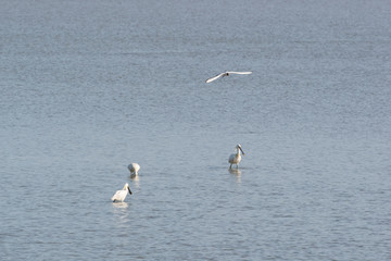 Fototapeta na wymiar Spoonbills in Dutch wadden sea