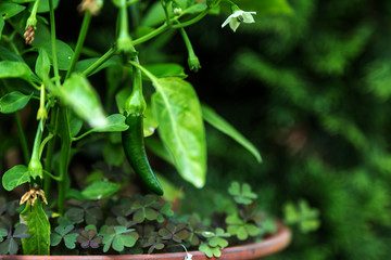 Home growth pepperoni plant with flowers and young pepperoni.