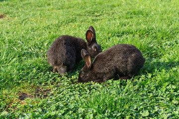 rabbit on grass