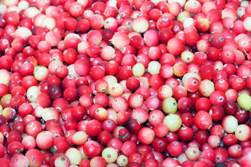 Cranberry background