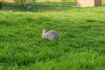 rabbit on grass