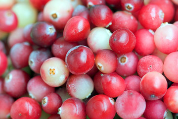 Red fresh Cranberry close-up background