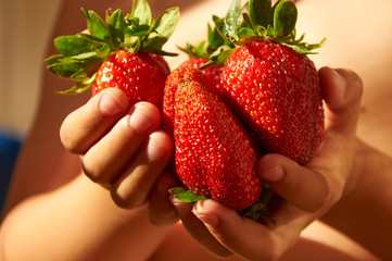 Obraz premium Several big red ripe strawberries in child's hands