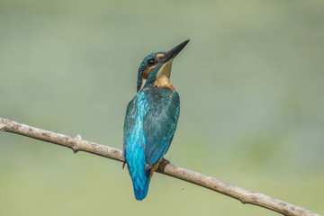 kingfisher

