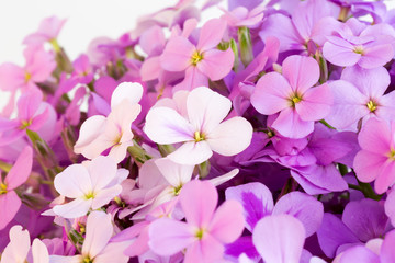 Fototapeta na wymiar violet flowers night selective soft focus