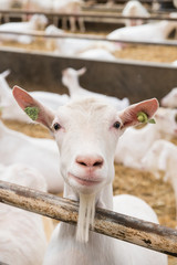 White goat portrait  in a goat farm