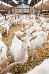 White goats in a goat farm with hundreds of goats