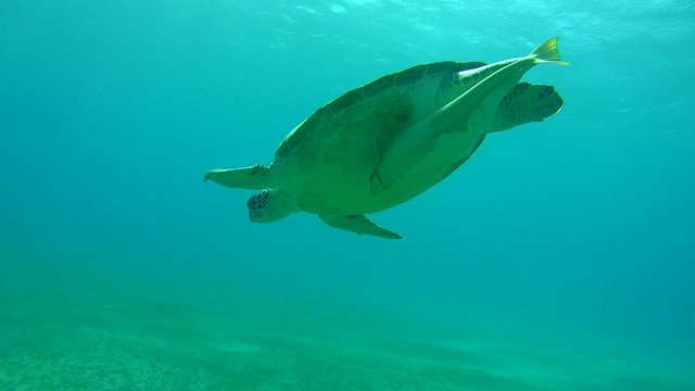 green sea turtle (Chelonia mydas) floats down, Red sea 