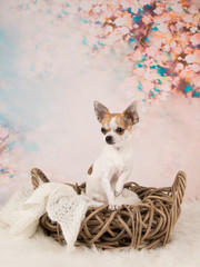 Cute chihuahua dog in a sweet romantic setting
