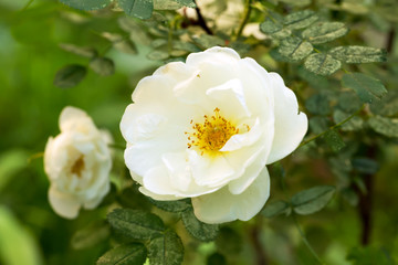 garden tea rose spring summer