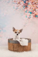 Cute chihuahua sitting in a basket at a romantic background