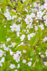 Spring blooming bird cherry tree
