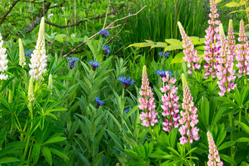 flowers grass trees in the garden of an abandoned spring summer