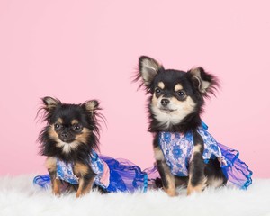 Dressed chihuahua dogs at a pink background