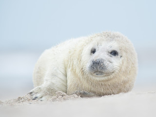 Cute baby grey seal lying on a beach facing the camera