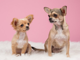 Two cute chihuahua dogs at  a pink background