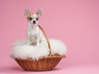 Cute chihuahua dog in a basket at a pink background