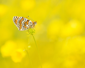 Fototapeta premium Veldparelmoervlinder rustend tussen de gele boterbloemen