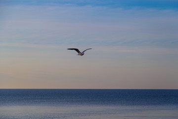 Fototapeta na wymiar Seagull flying over sea at dawn in Trapani
