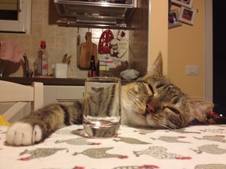 Gatto