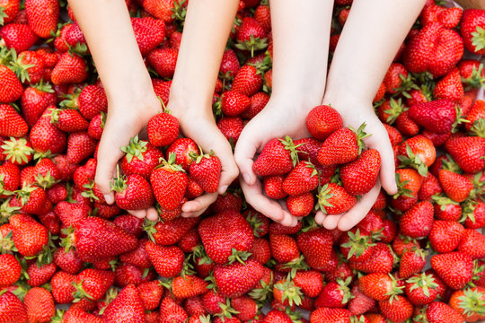 Red ripe fresh strawberries in kids hands on strawberry background.