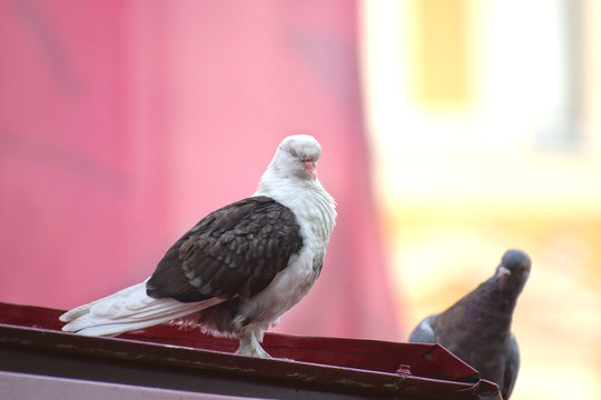 Tauben in Riga