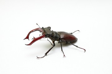 Beetle deer on the white background