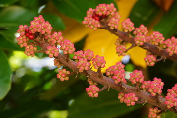 Strahlenaralie (Brassaia actinophylla)