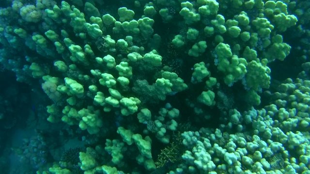 coral reef, Red sea, Marsa Alam, Abu Dabab, Egypt
